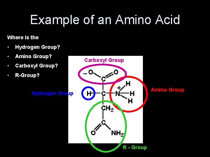 Example of an Amino Acid Where is the • Hydrogen Group? • Amino Group?