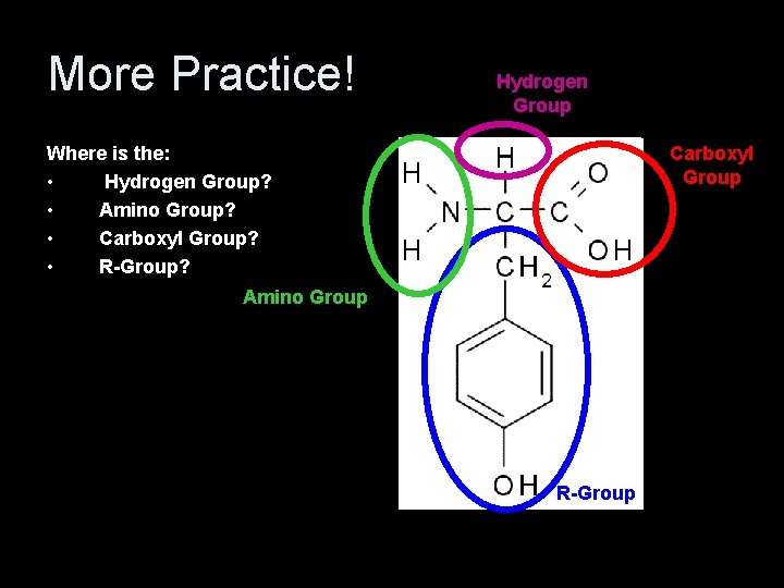 More Practice! Hydrogen Group Where is the: • Hydrogen Group? • Amino Group? •