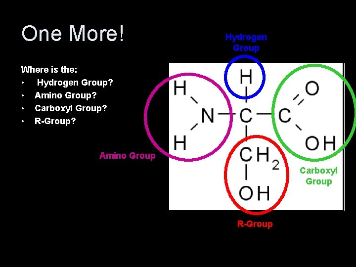 One More! Hydrogen Group Where is the: • Hydrogen Group? • Amino Group? •