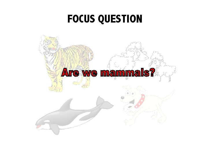 FOCUS QUESTION 