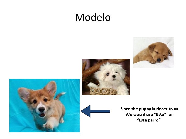 Modelo Since the puppy is closer to us We would use “Este” for “Este