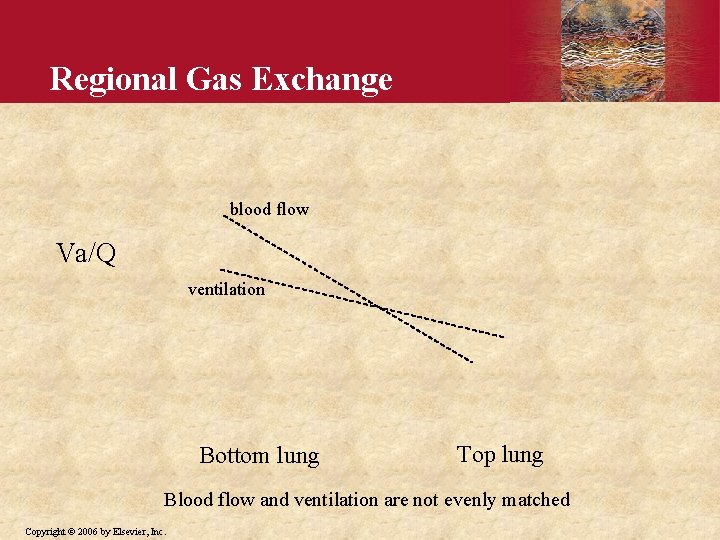 Regional Gas Exchange blood flow Va/Q ventilation Bottom lung Top lung Blood flow and