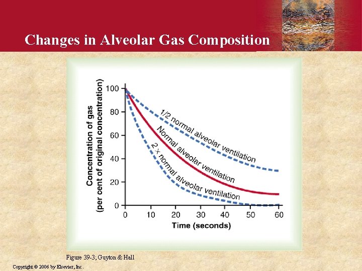 Changes in Alveolar Gas Composition Figure 39 -3; Guyton & Hall Copyright © 2006