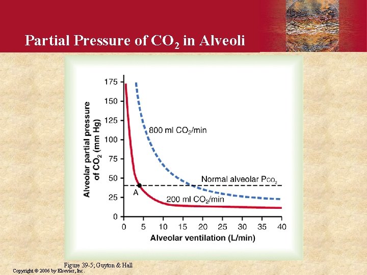 Partial Pressure of CO 2 in Alveoli Figure 39 -5; Guyton & Hall Copyright