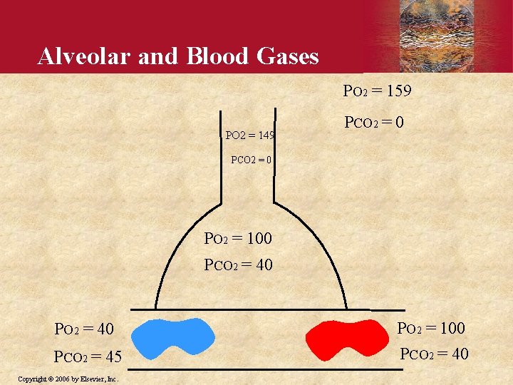 Alveolar and Blood Gases PO 2 = 159 PO 2 = 149 PCO 2