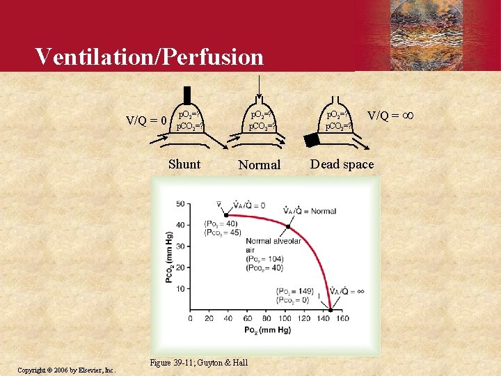 Ventilation/Perfusion V/Q = 0 p. O 2=? p. CO 2=? Shunt Copyright © 2006