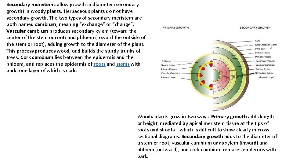 Secondary meristems allow growth in diameter (secondary growth) in woody plants. Herbaceous plants do