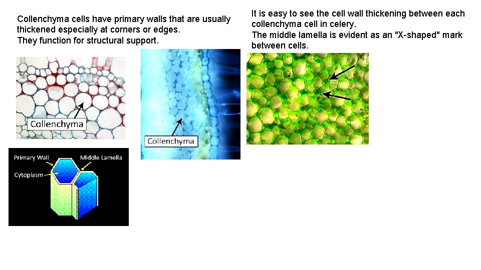 Collenchyma cells have primary walls that are usually thickened especially at corners or edges.