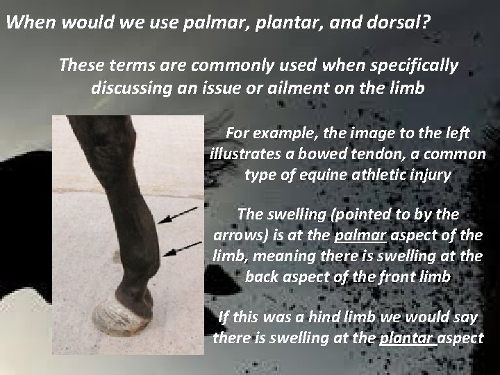 When would we use palmar, plantar, and dorsal? These terms are commonly used when