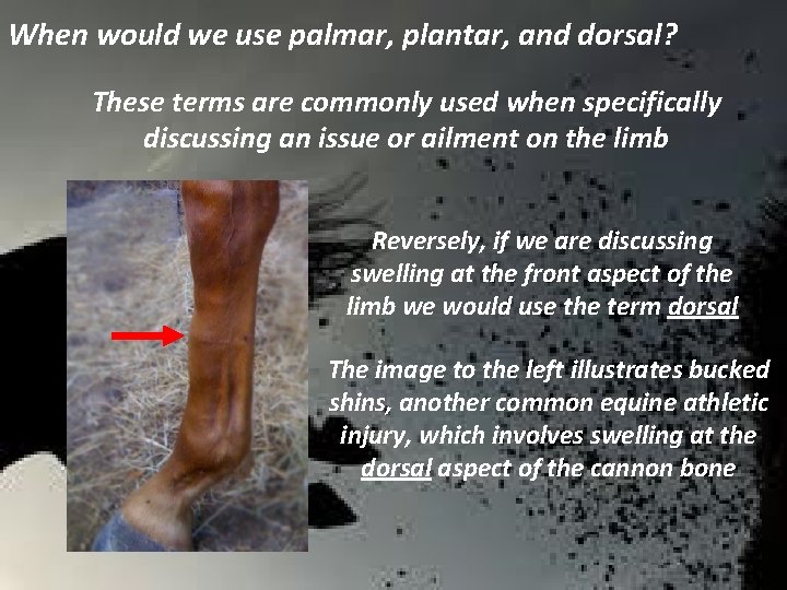 When would we use palmar, plantar, and dorsal? These terms are commonly used when