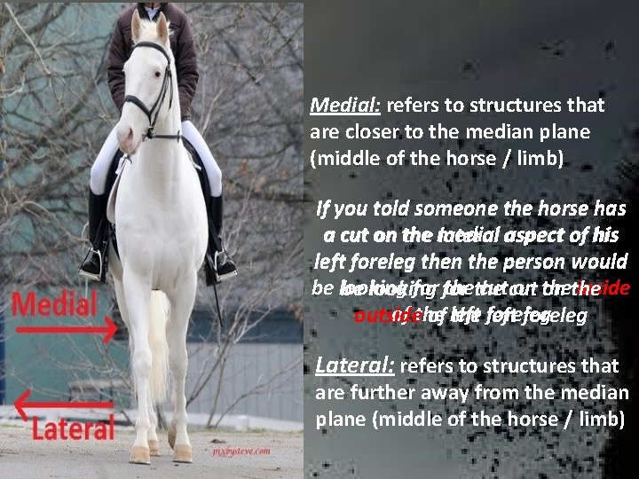 Medial: refers to structures that are closer to the median plane (middle of the