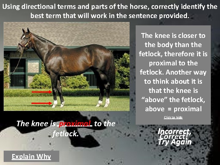 Using directional terms and parts of the horse, correctly identify the best term that