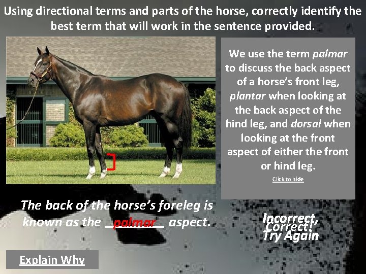 Using directional terms and parts of the horse, correctly identify the best term that