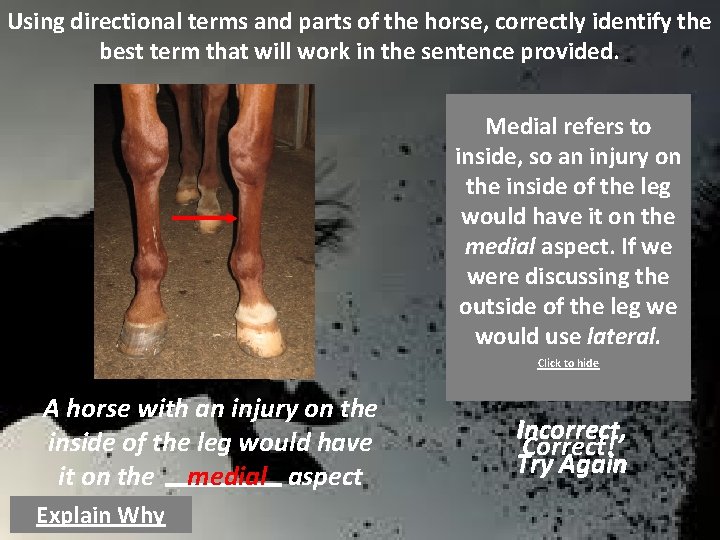 Using directional terms and parts of the horse, correctly identify the best term that