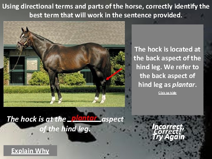 Using directional terms and parts of the horse, correctly identify the best term that