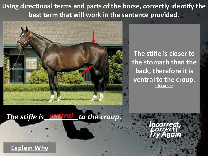 Using directional terms and parts of the horse, correctly identify the best term that