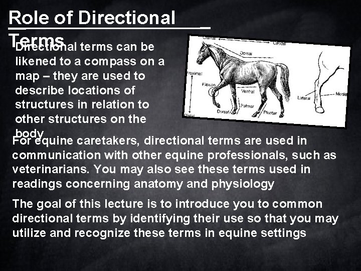 Role of Directional Terms Directional terms can be likened to a compass on a