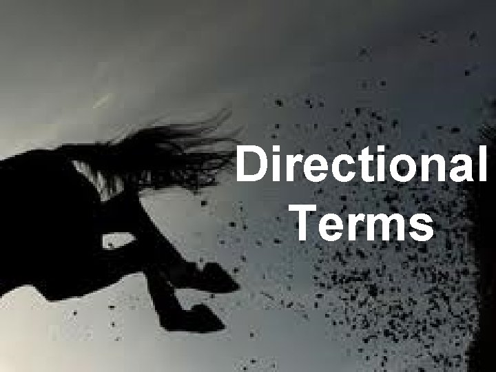 Directional Terms 