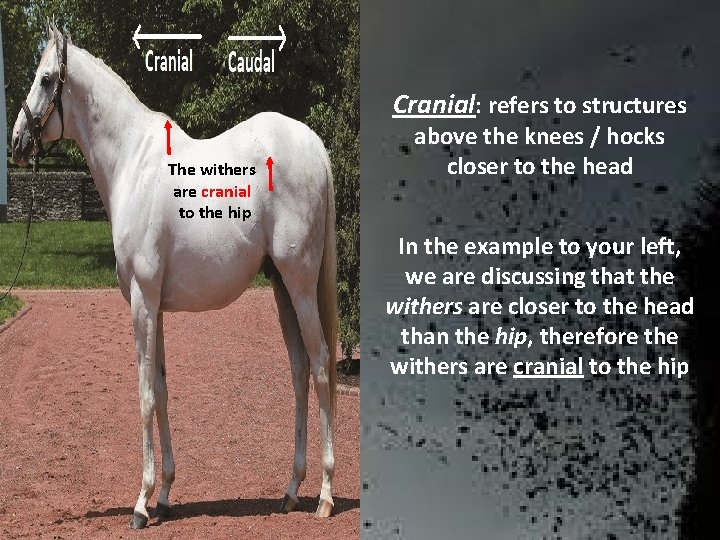 Cranial: refers to structures The withers are cranial to the hip above the knees