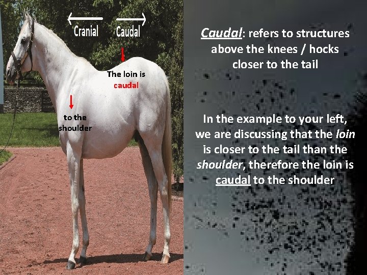 Caudal: refers to structures The loin is caudal to the shoulder above the knees