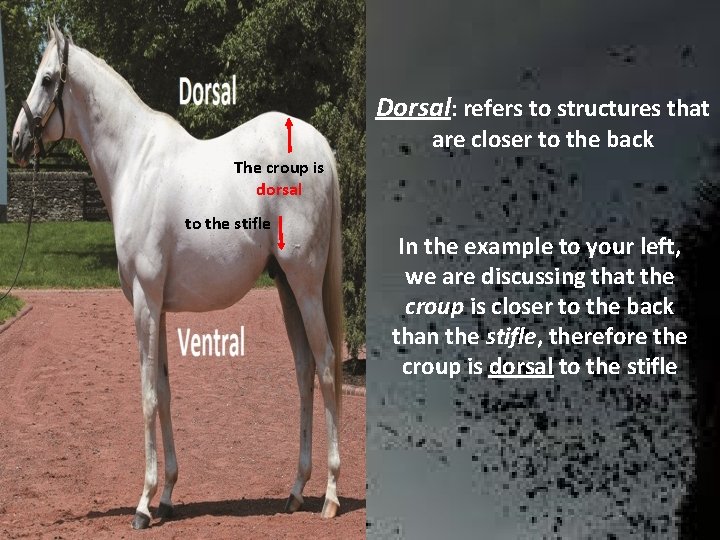 Dorsal: refers to structures that are closer to the back The croup is dorsal