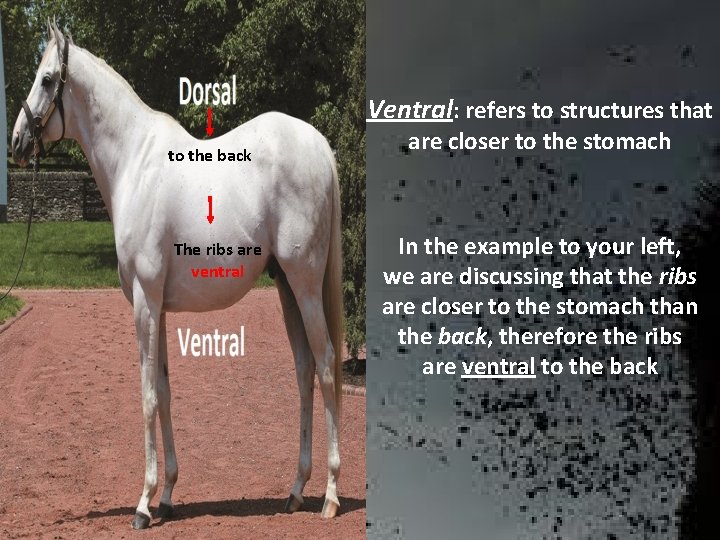 Ventral: refers to structures that to the back The ribs are ventral are closer