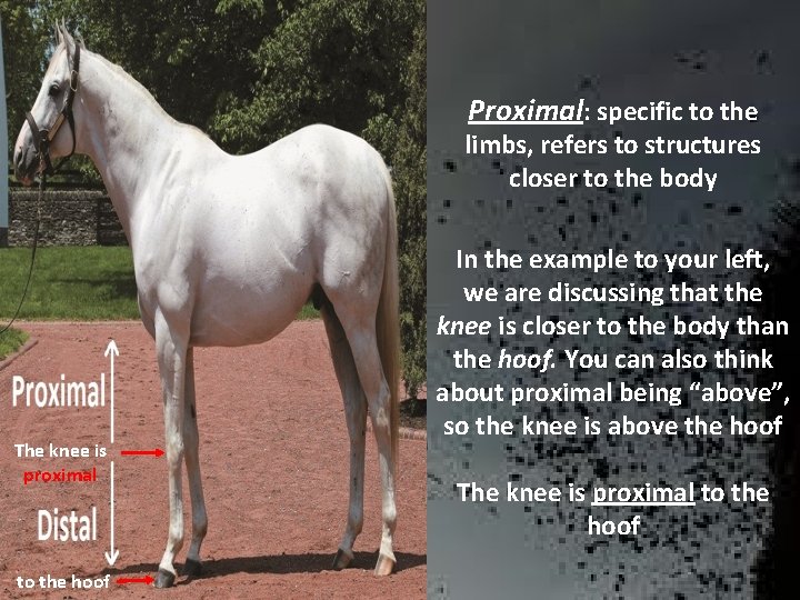 Proximal: specific to the limbs, refers to structures closer to the body The knee