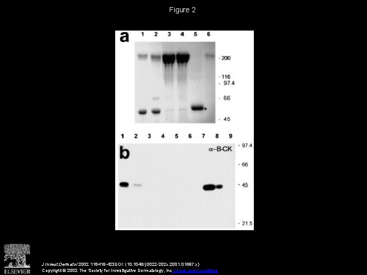 Figure 2 J Invest Dermatol 2002 118416 -423 DOI: (10. 1046/j. 0022 -202 x.