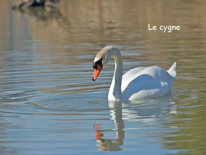 Le cygne Le cygne