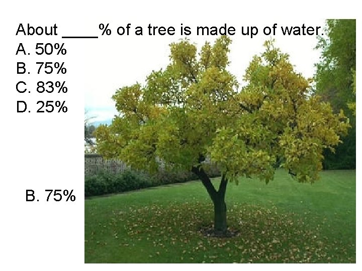 About ____% of a tree is made up of water. A. 50% B. 75%