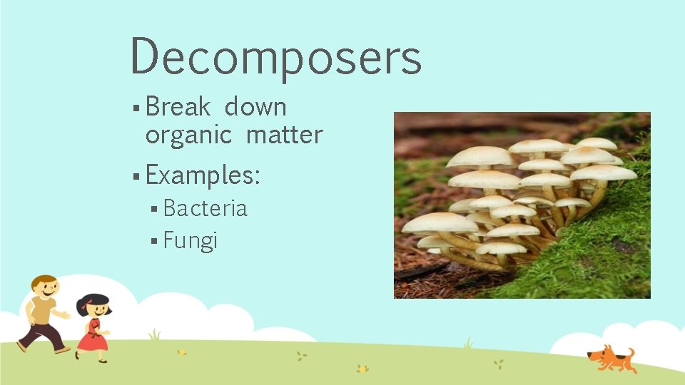 Decomposers § Break down organic matter § Examples: § Bacteria § Fungi 