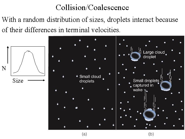 Collision/Coalescence With a random distribution of sizes, droplets interact because of their differences in