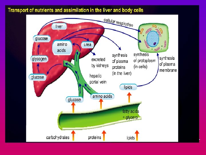 Small intestine 