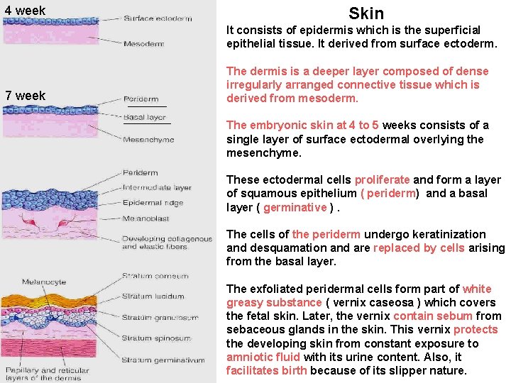 Embryonic Skin Development 4 week Skin It consists of epidermis which