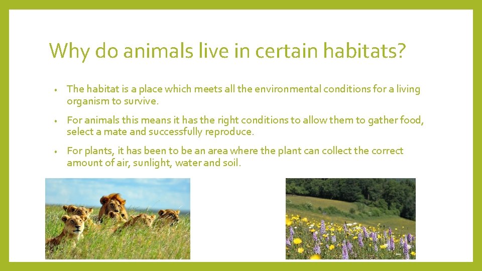 Why do animals live in certain habitats? • • • The habitat is a