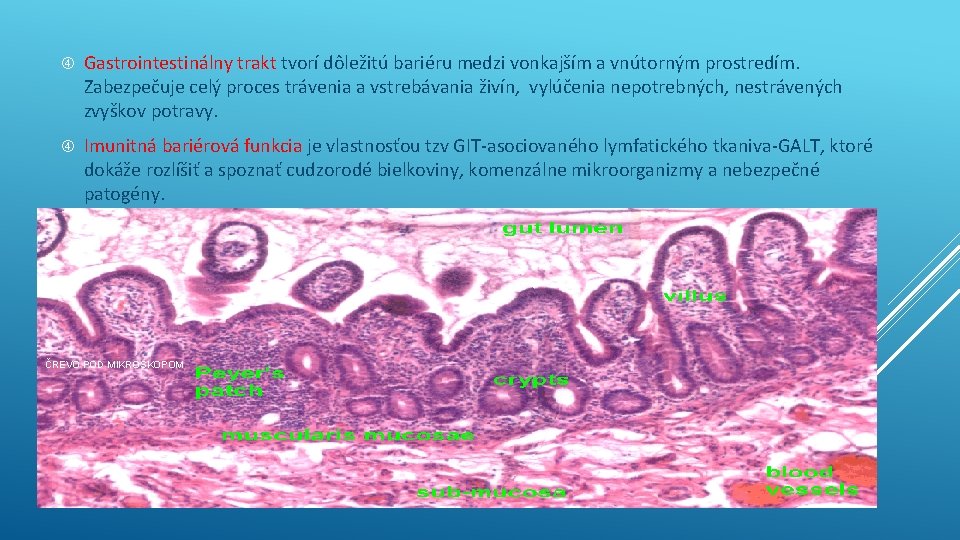  Gastrointestinálny trakt tvorí dôležitú bariéru medzi vonkajším a vnútorným prostredím. Zabezpečuje celý proces