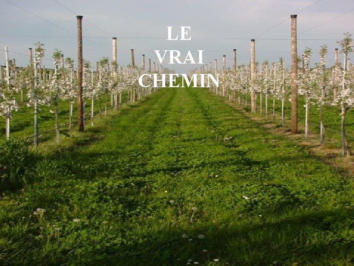 LE VRAI CHEMIN 