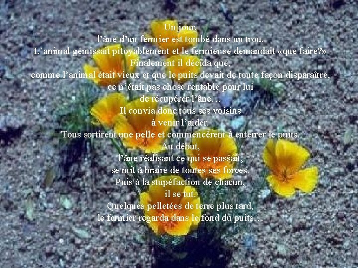 Un jour, l’âne d’un fermier est tombé dans un trou. L’animal gémissait pitoyablement et