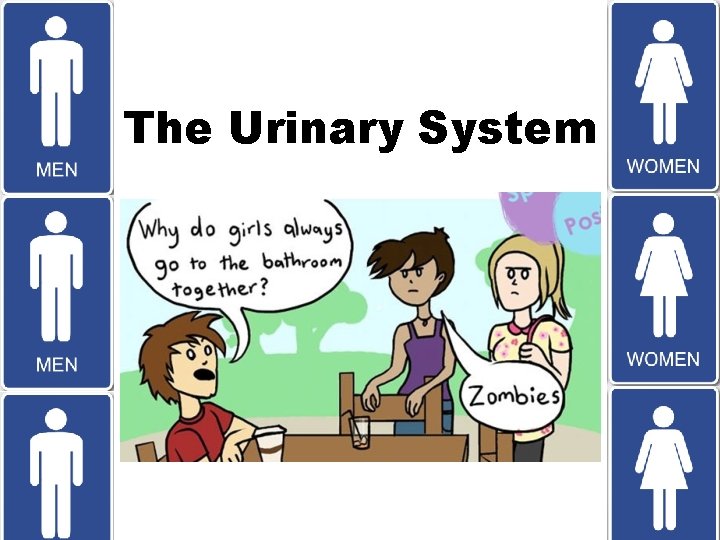 The Urinary System 