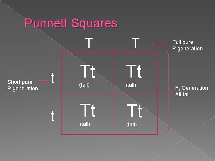 Punnett Squares Short pure P generation T T t Tt Tt (tall) Tall pure