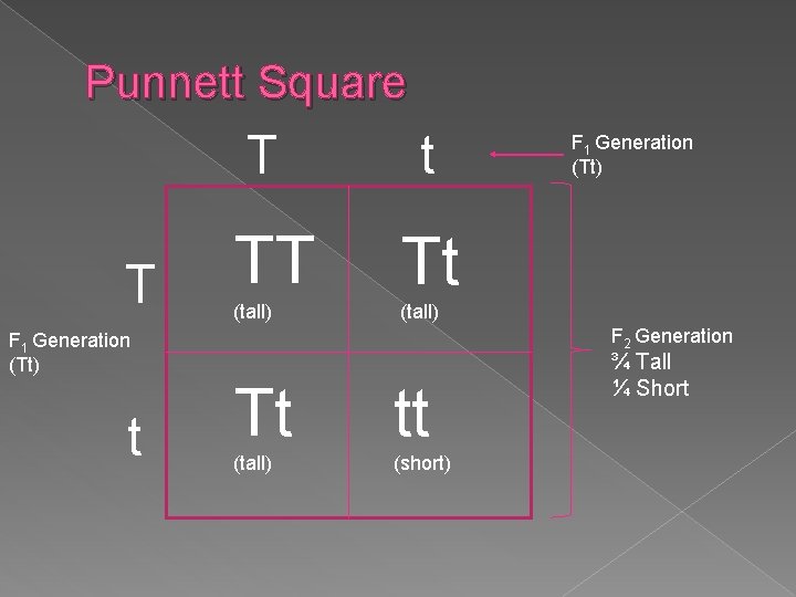 Punnett Square T T t TT Tt (tall) F 2 Generation F 1 Generation