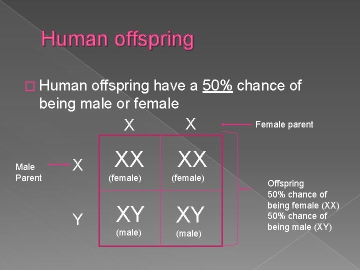 Human offspring � Human offspring have a 50% chance of being male or female