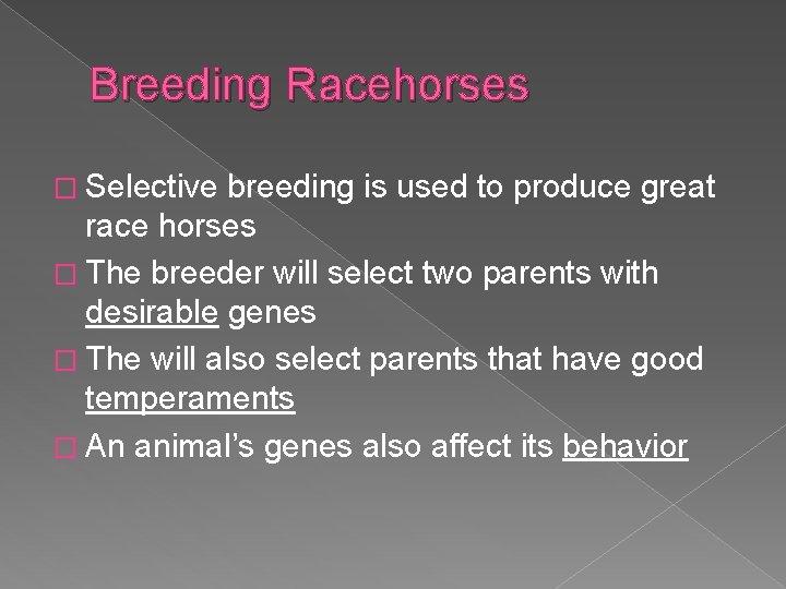 Breeding Racehorses � Selective breeding is used to produce great race horses � The