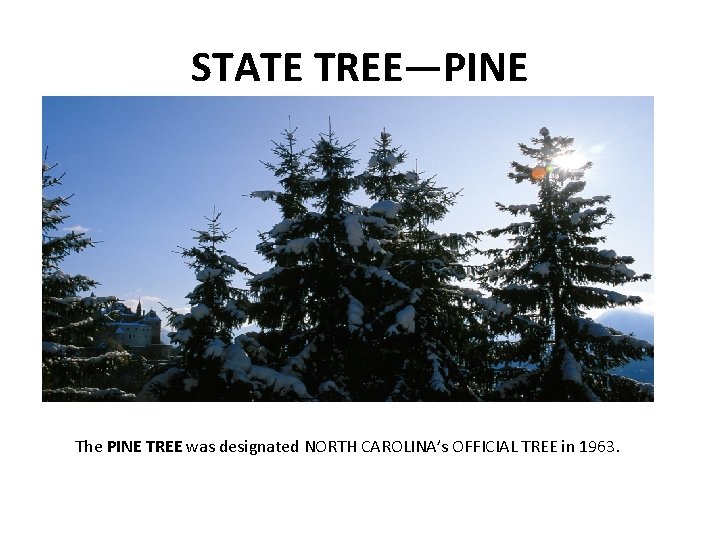 STATE TREE—PINE The PINE TREE was designated NORTH CAROLINA’s OFFICIAL TREE in 1963. 