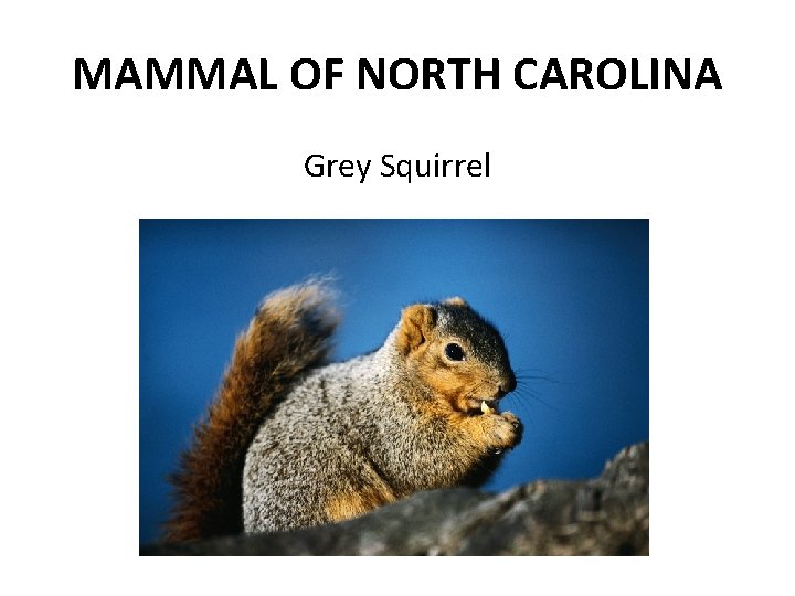 MAMMAL OF NORTH CAROLINA Grey Squirrel 