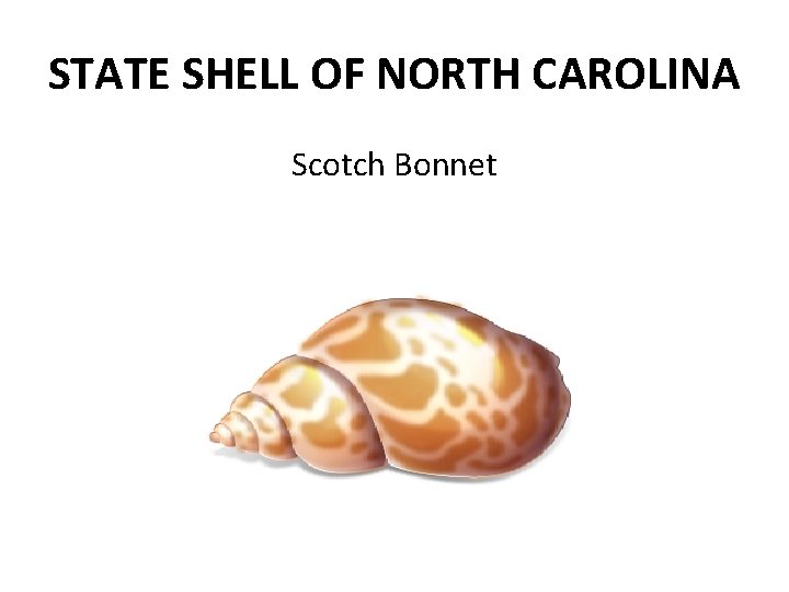 STATE SHELL OF NORTH CAROLINA Scotch Bonnet 
