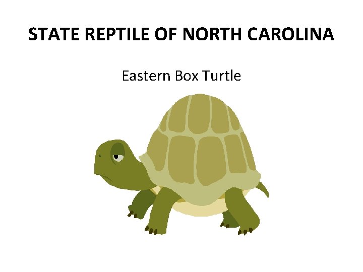 STATE REPTILE OF NORTH CAROLINA Eastern Box Turtle 