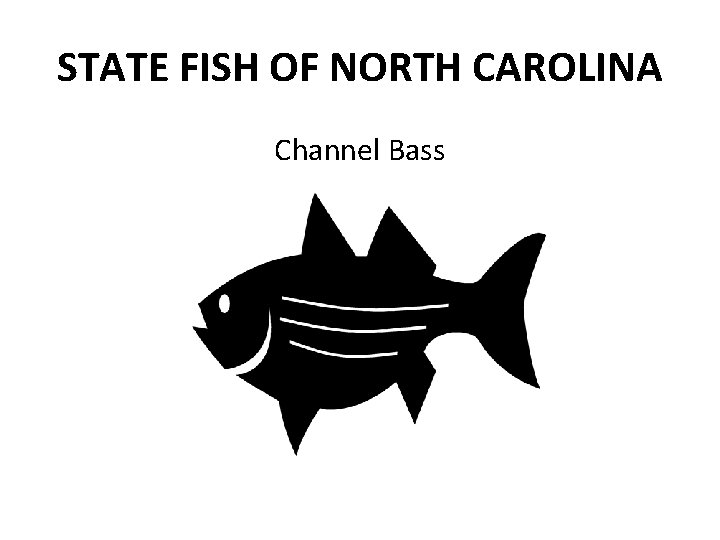 STATE FISH OF NORTH CAROLINA Channel Bass 