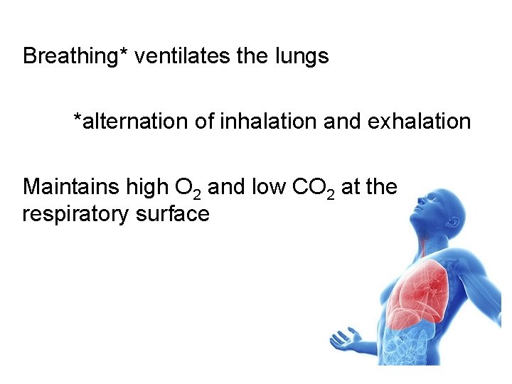 Breathing* ventilates the lungs *alternation of inhalation and exhalation Maintains high O 2 and