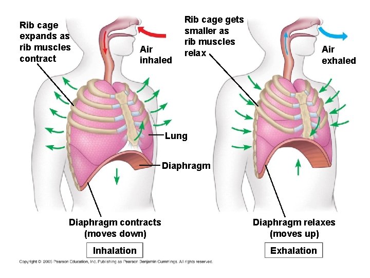 Rib cage expands as rib muscles contract Air inhaled Rib cage gets smaller as